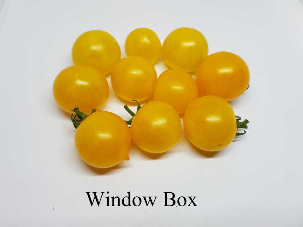 Window Box Yellow